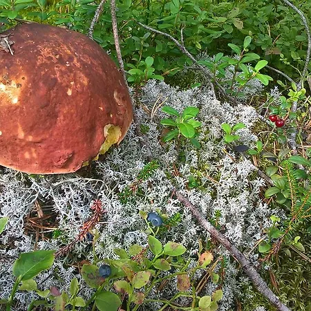 Villa Patalaiska With Private *