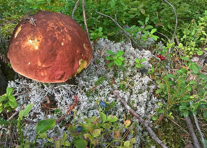 Willa Patalaiska With Private *